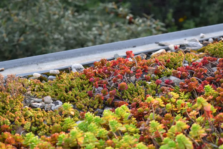 Extra duurzaam en groen met een sedum dak op je Interflex-product